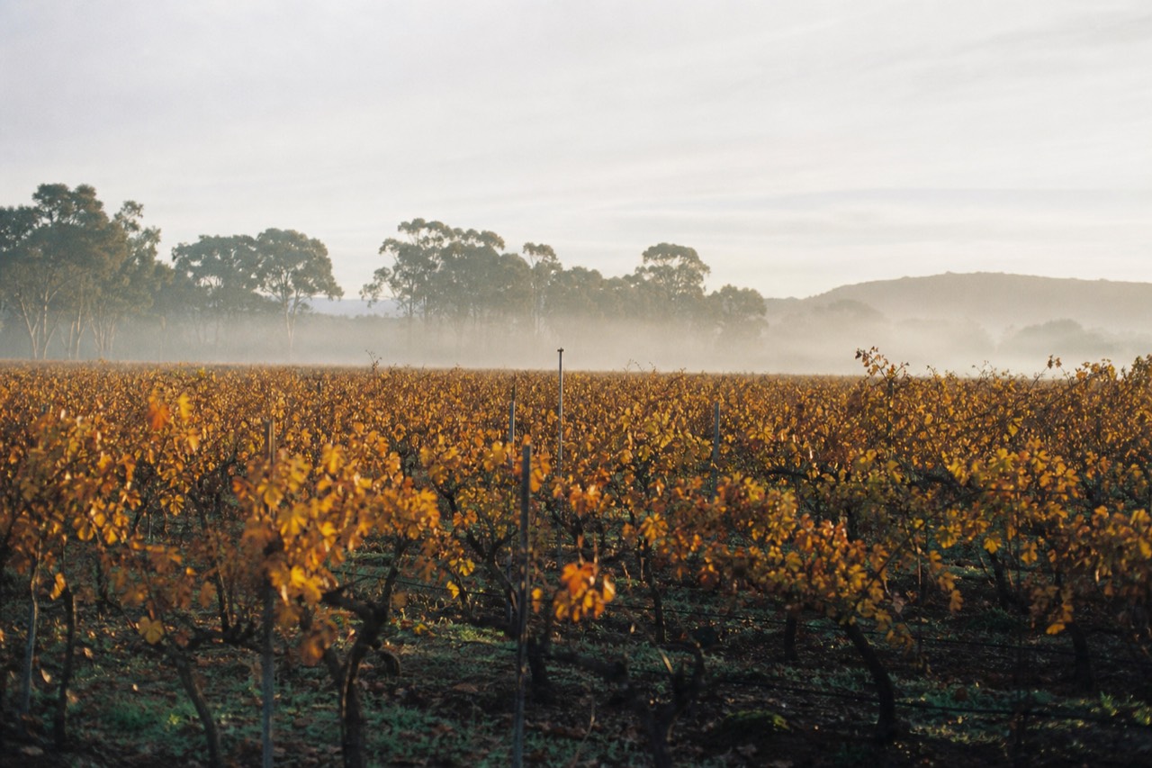 Vineyard rows in autumn with leaves turning gold and copper, a low line of gum trees behind, soft overcast morning light, no signage or people.