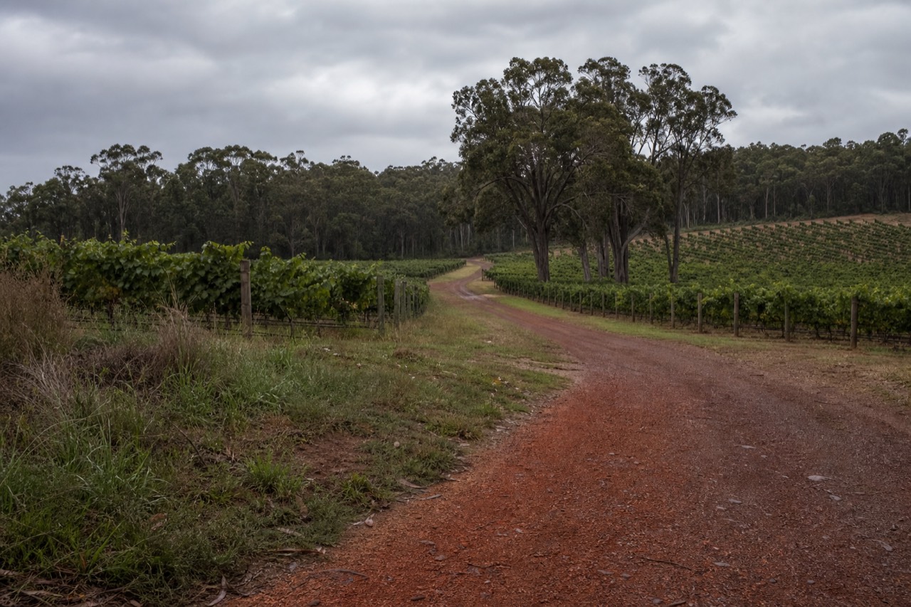 Rolling Margaret River vineyard rows meeting a stand of tall gum trees under soft afternoon light, a gravel track curving between blocks, no signage or people.