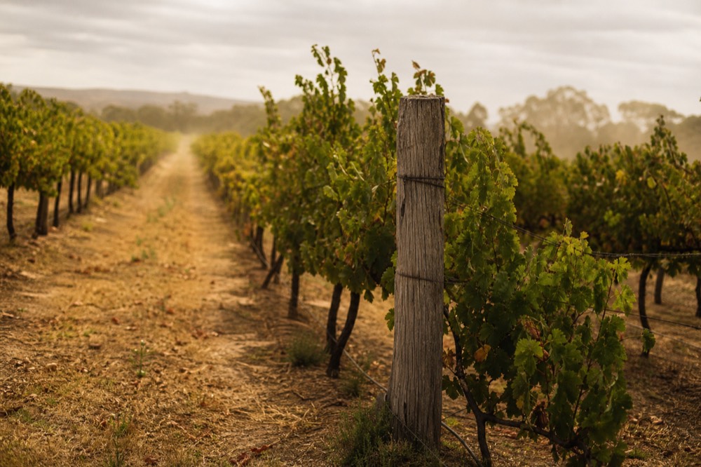 A weathered wooden post standing at the head of an old vineyard row, mature vines behind, soft overcast light, no text or logos visible.