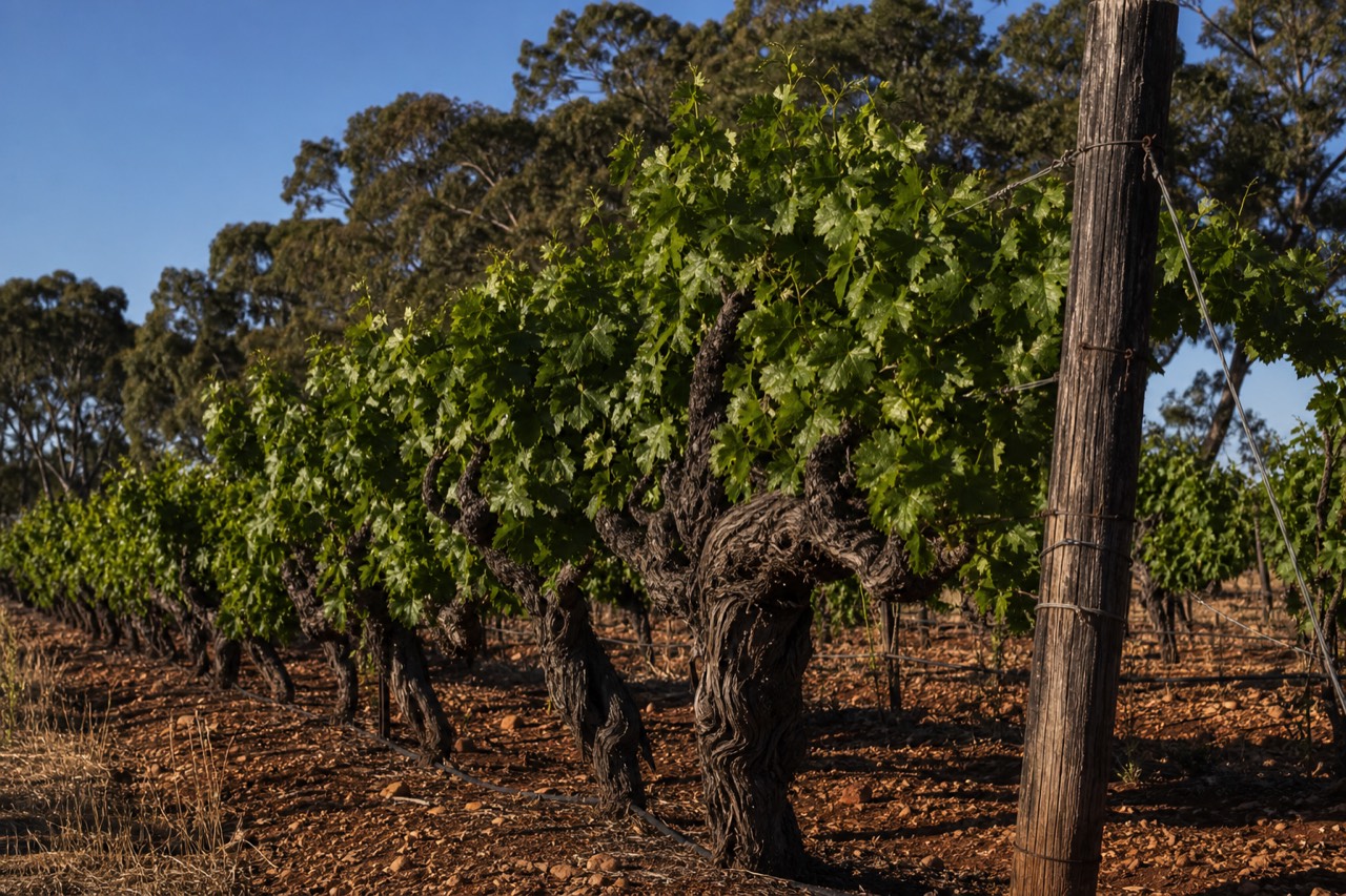 An old, gnarled vineyard on gravelly red-brown soil with mature trunks and a weathered timber post, low golden morning light, no signage or people.