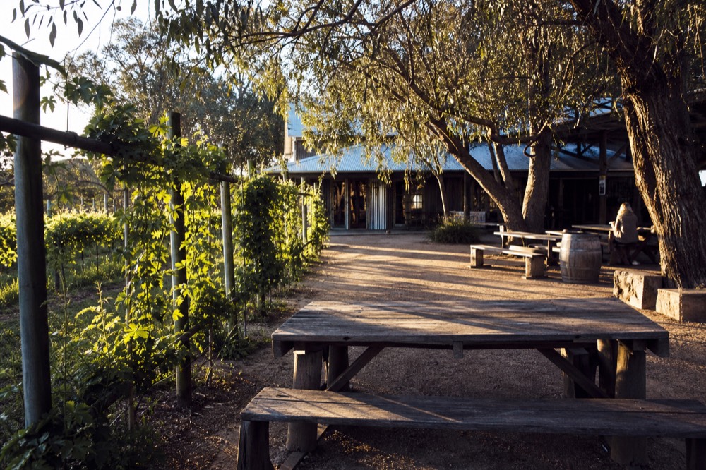 A rustic brewery courtyard beside a vineyard, long timber tables and hop vines on a fence, dappled afternoon light through gum trees, no signage or people.