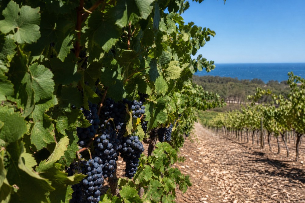 Rows of ripening dark grapes on the vine with the ocean visible in the distance beyond the vineyard, warm afternoon light, no people or text.