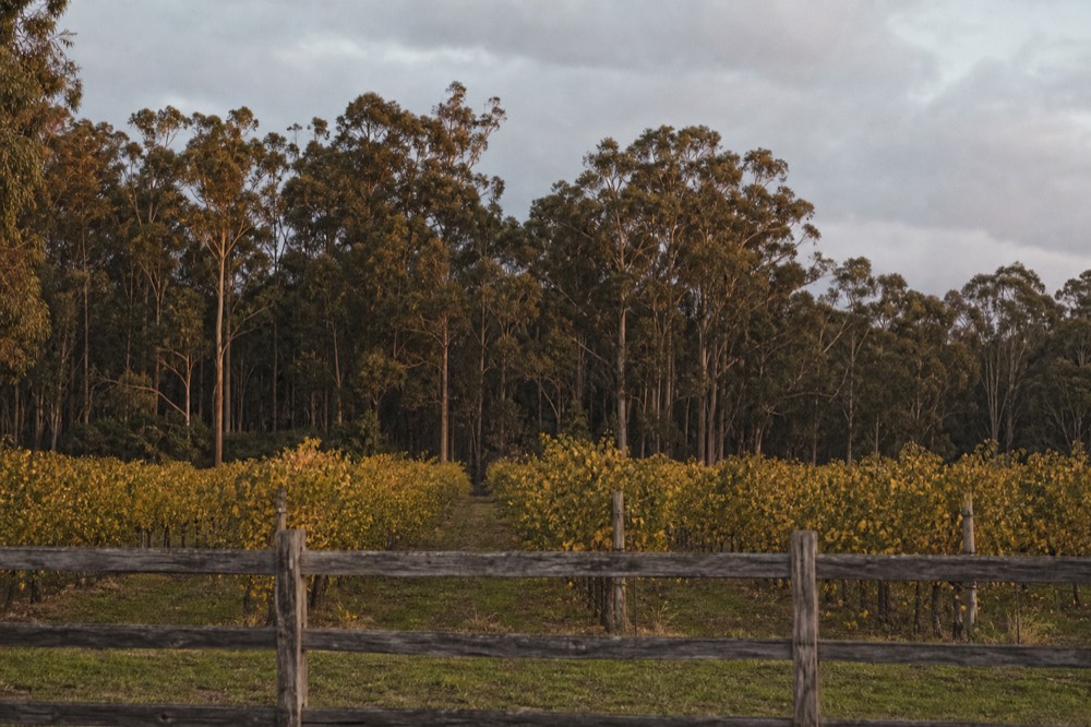 Rows of vines running toward a stand of tall karri trees under a soft grey sky, a weathered fence in the foreground, no signage or people.