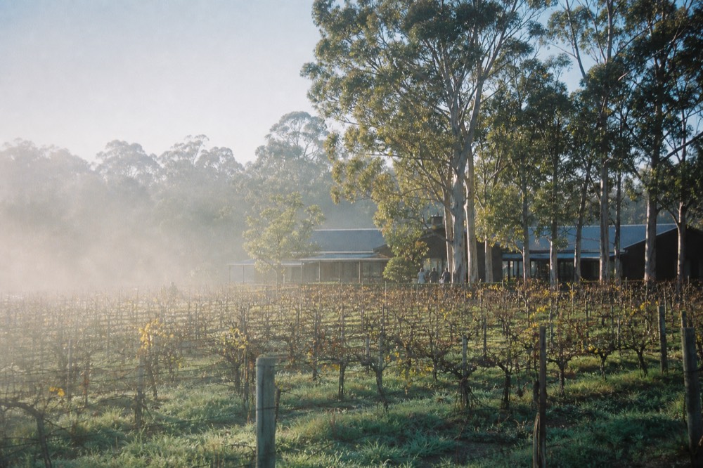 A wide view over old vineyard rows toward a low cellar-door building among trees, morning mist lifting off the vines, no signage or text visible.