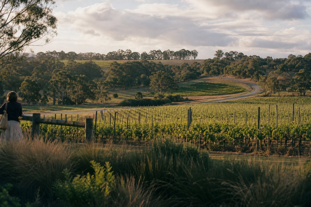 A long freeway curving through green farmland and stands of gum trees under scattered cloud, soft afternoon light, no signs, cars or people.