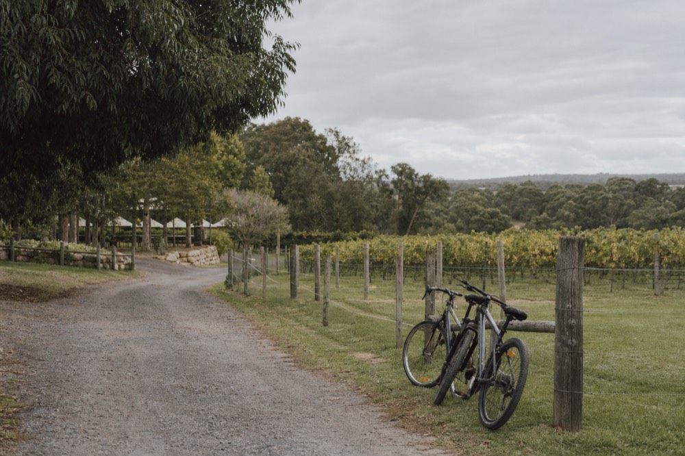 A quiet vineyard lane with a couple of parked bicycles leaning against a fence, vine rows stretching back, gentle light, no signage or people.