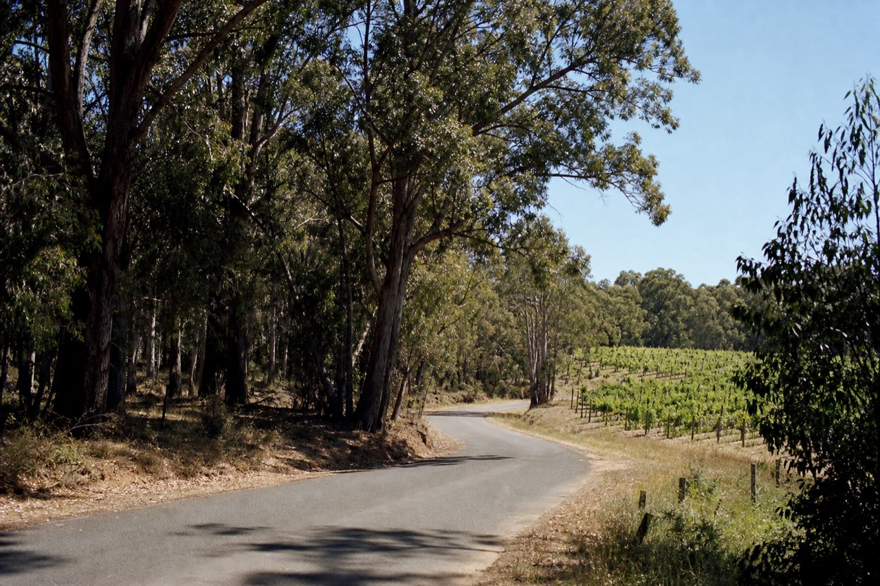 A winding rural road cutting through green vineyards and karri forest under a bright clear sky, no vehicles, signs, or people in view.