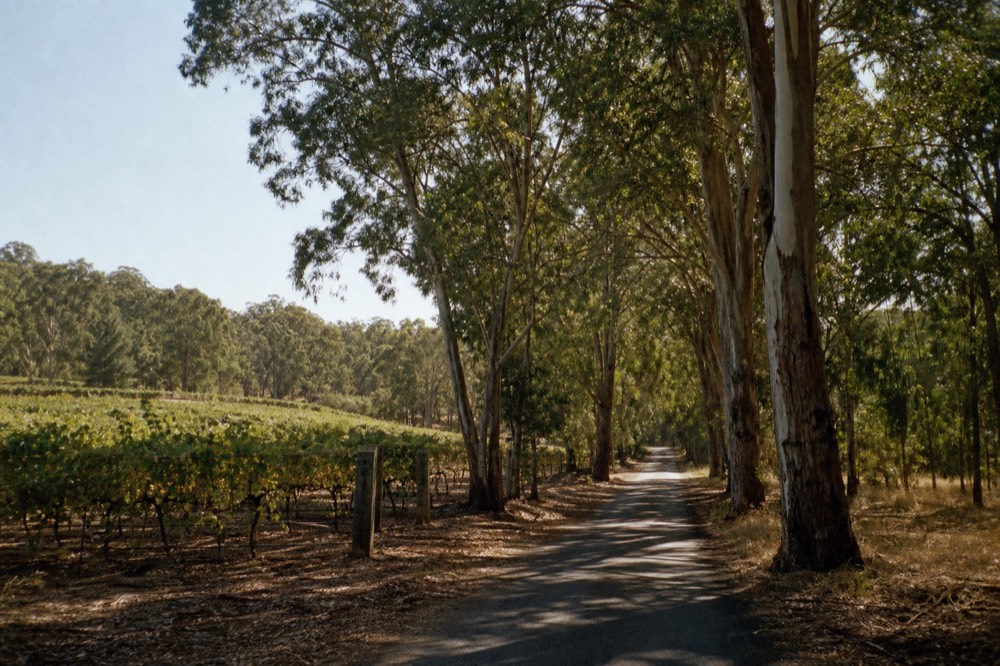 A narrow country road running between vineyards and stands of tall gum trees under a clear sky, no cars, signage or people in view.