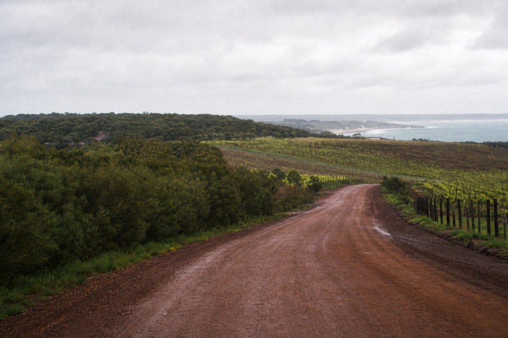 A minibus-eye view of a country road winding past vineyards toward a distant coastline, morning light across the paddocks, no signage, vehicles or people.
