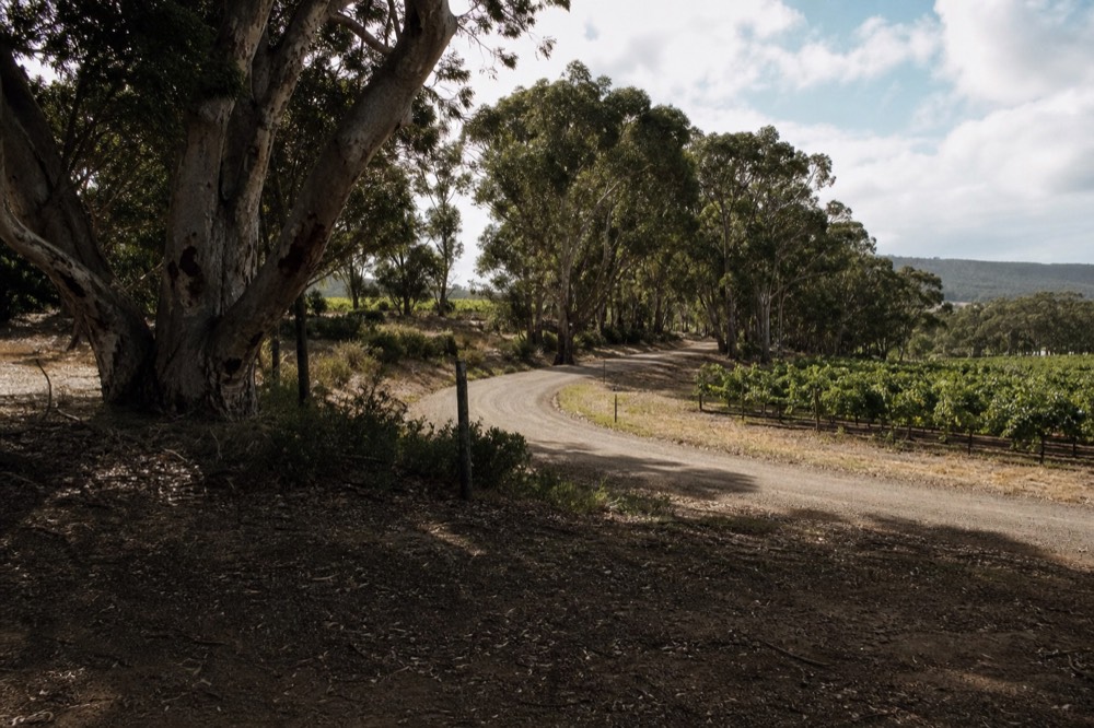 A quiet rural road curving between vineyard blocks and stands of tall eucalypts, low hills in the distance, overcast soft light, no signs or vehicles.