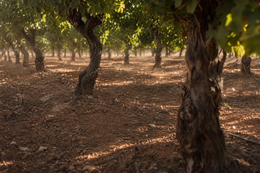 Old gnarled vine trunks in a mature vineyard block, deep green canopy overhead, dappled light on red gravel soil, no people or signage.