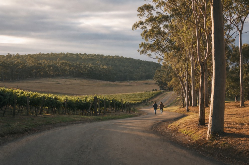 A quiet rural road curving between vineyard blocks and stands of tall eucalypts under an overcast sky, no vehicles or signs.