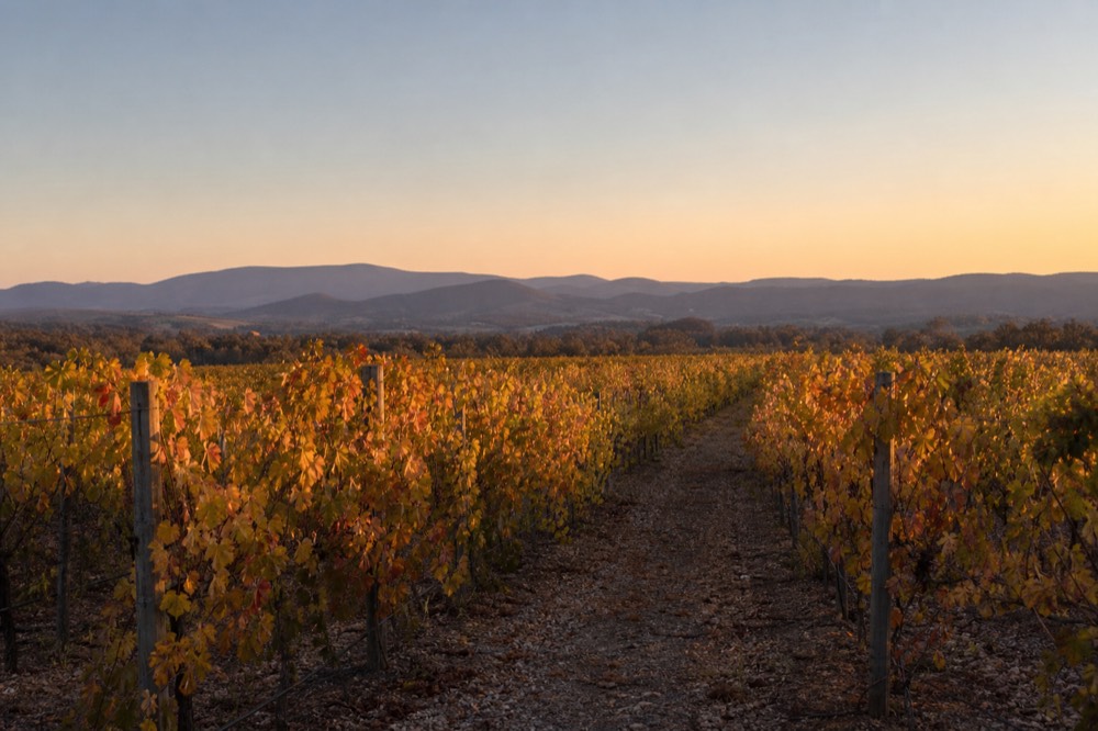Rows of vines in golden autumn colour running toward distant blue hills under a clear sky, a gravel track between rows, no people or signage.