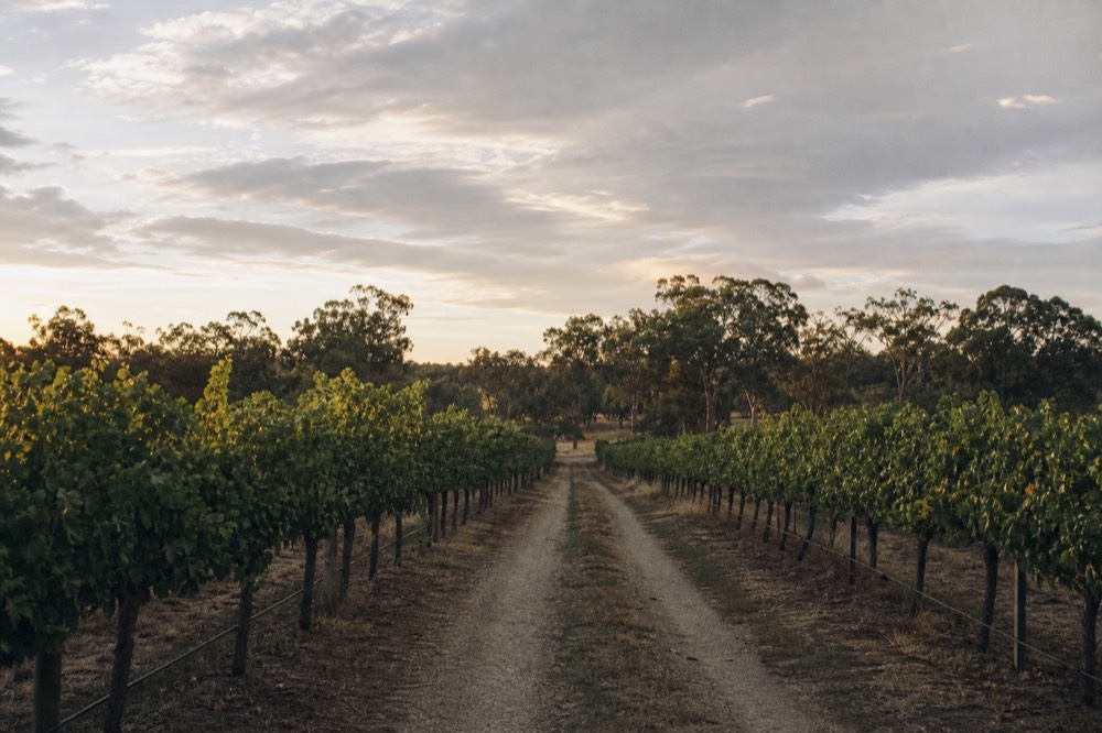 A wide vineyard landscape at golden hour with a gravel track running between rows toward distant gum trees, long shadows, no people or vehicles.