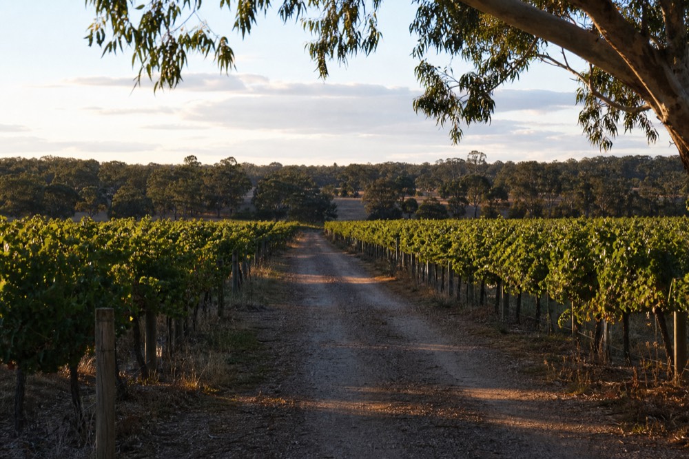 A wide vineyard valley at golden hour with a gravel track running between the rows toward distant gum trees, long soft shadows, no people, vehicles or signage.