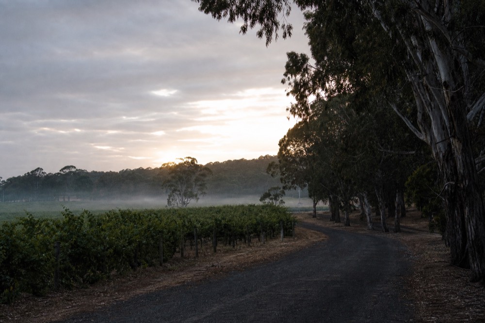 A quiet rural road curving between vineyard blocks and tall eucalypts under soft overcast light, no vehicles or signage.