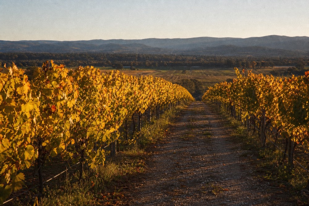 Vineyard rows in golden autumn colour running toward distant blue hills under a clear sky, a gravel track between rows, no people or signage.