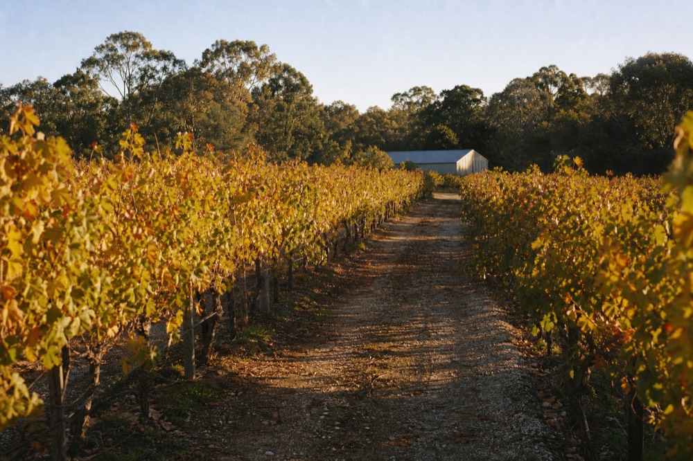 Vineyard rows in golden autumn colour with a distant shed and gum trees under a clear sky, a gravel track between rows, no people or signage.