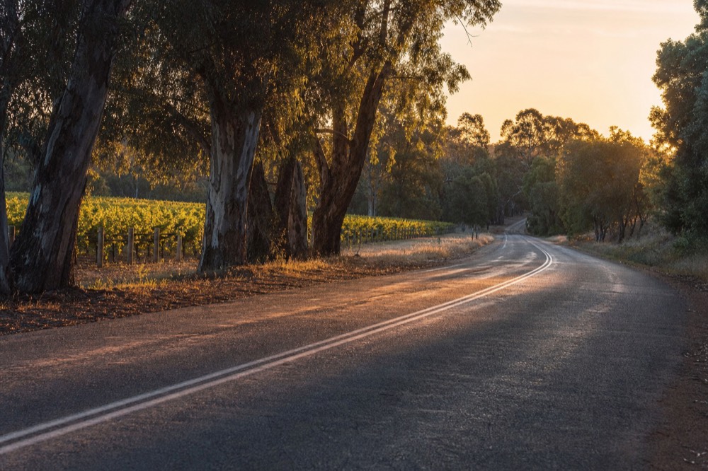 A rural two-lane road at golden hour winding between vineyard blocks and tall gums, long shadows across the tarmac, no vehicles, signs or people.