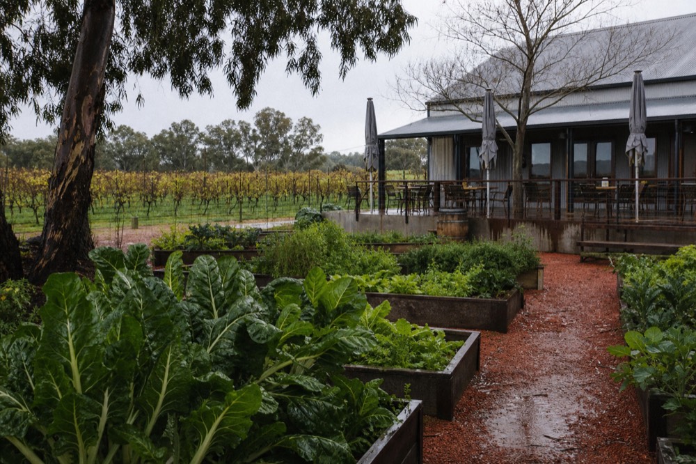 A kitchen garden of leafy greens and herbs in raised beds beside a winery dining terrace, vineyard rows behind, soft overcast light, unbranded, no people.