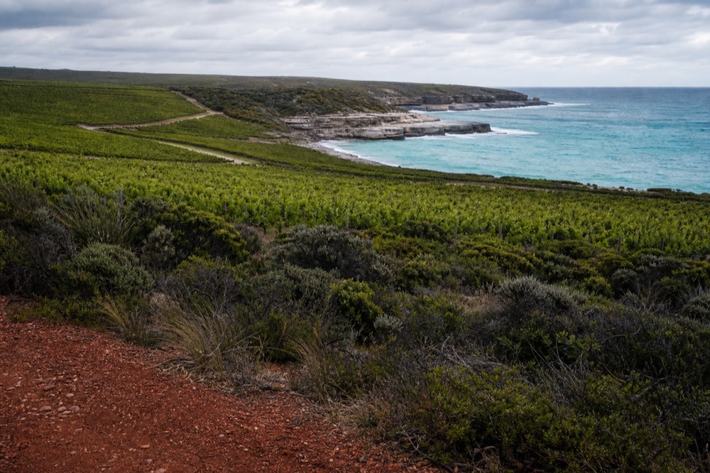 A rugged coastline of low limestone cliffs and turquoise water with vineyard country rolling down toward it, scattered coastal scrub, bright clear light, no people or built structures.