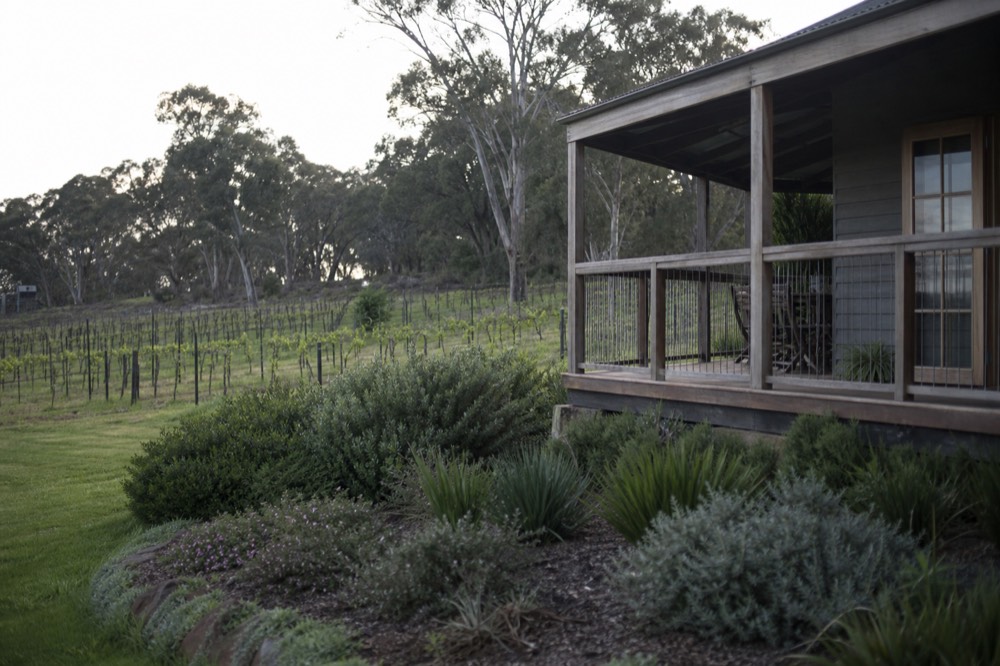 A timber guest cottage with a wide veranda overlooking rows of vines under soft morning light, gum trees along the boundary, no people or signage.