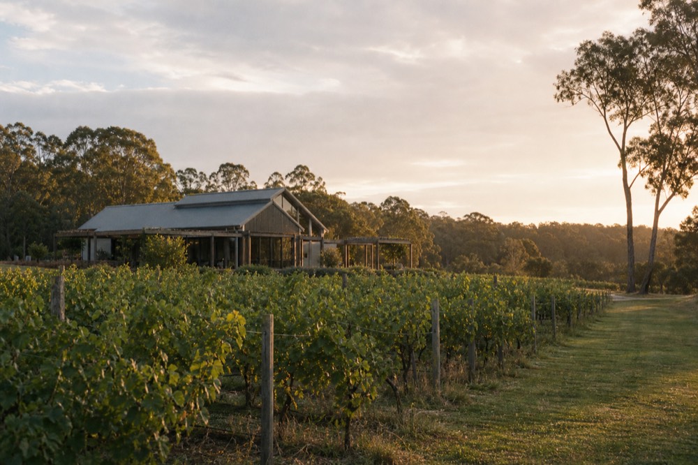 A vineyard at golden hour with a guest lodge among the rows and long soft shadows across the grass, warm sky, no people or vehicles.