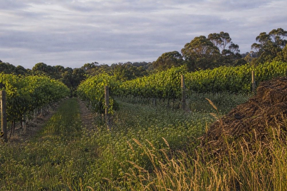Vine rows with cover crops and wildflowers growing between them, a small compost heap at the row end, healthy green canopy, soft overcast light, no signage or people.