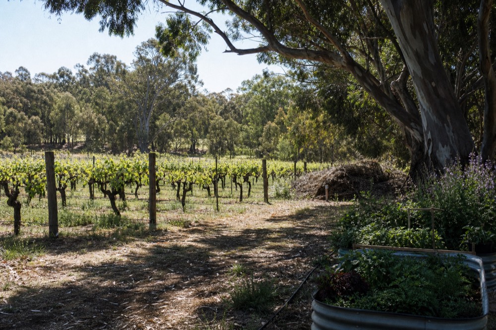 Old gnarled vine trunks in a mature, well-tended vineyard block with cover crops between the rows, a compost area and garden beds at the edge, dappled light, no branding or people.