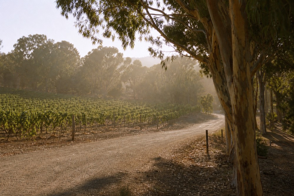 A quiet rural road curving between vineyard blocks and tall gum trees under soft light, low hills beyond, no vehicles or signage.