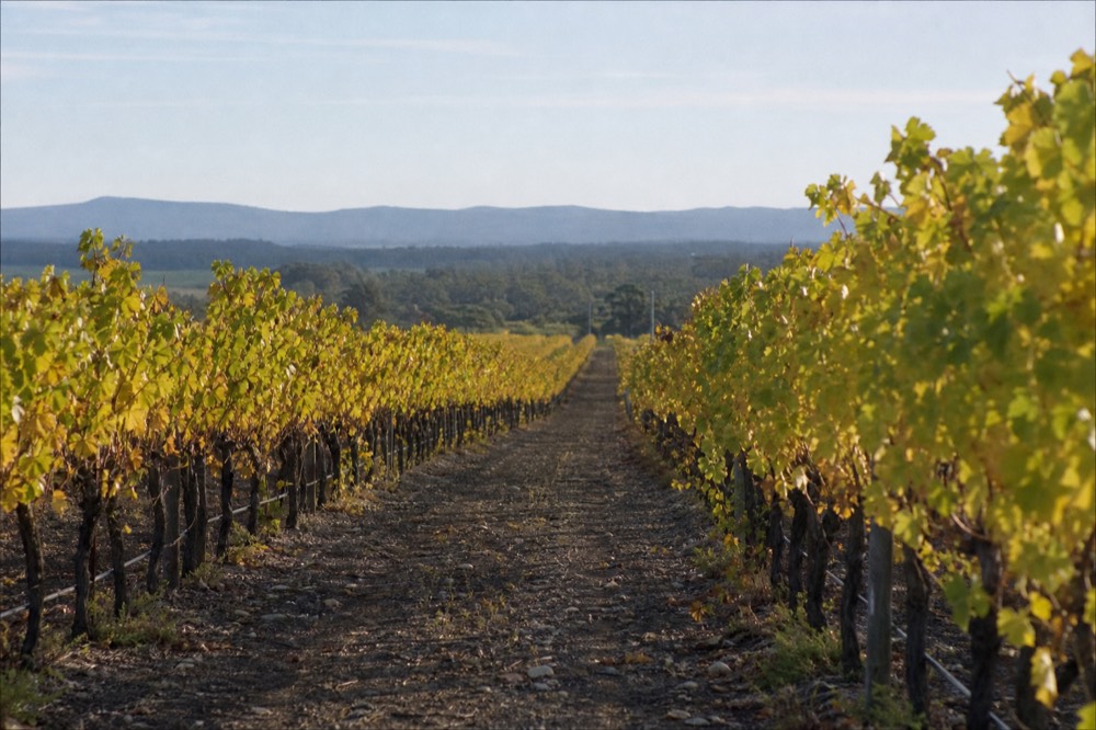 Rows of vines in golden autumn light running toward distant blue hills, a gravel track between rows, clear sky, no people or signage.